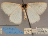 Thelycera hemithales
